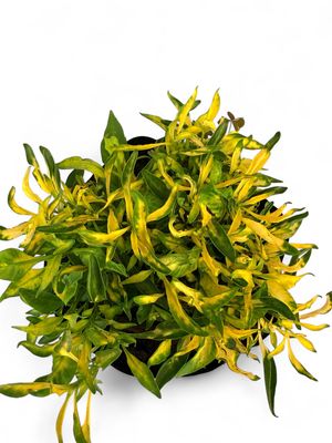 Alternanthera "Green Gold" 3 Liter