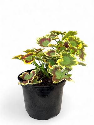 Geranium &quot;Mrs Pollock&quot; 17cm