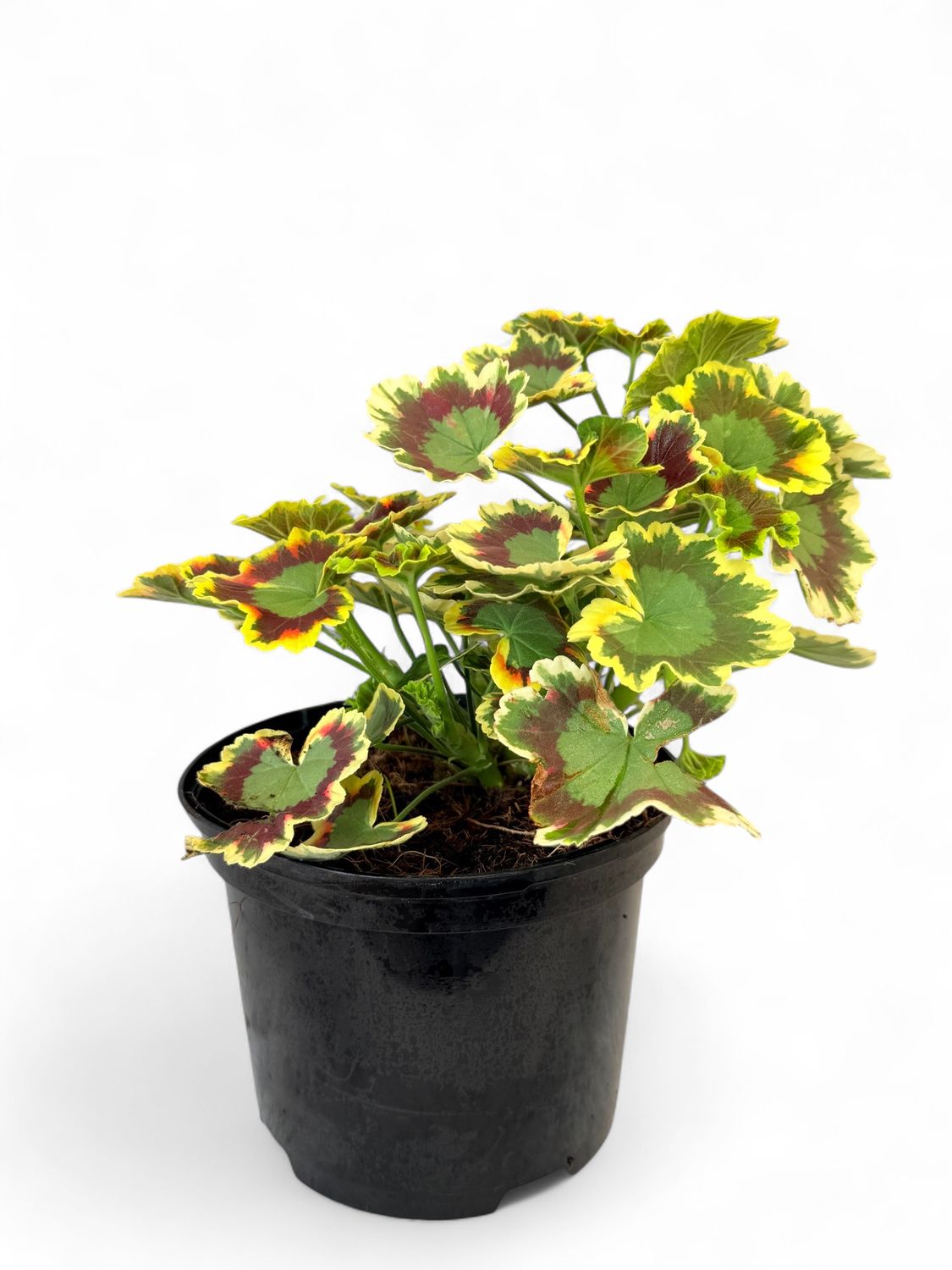 Geranium &quot;Mrs Pollock&quot; 17cm