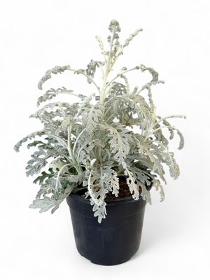 Silver Ragwort Cineraria &quot;Silver Dust&quot; 14cm