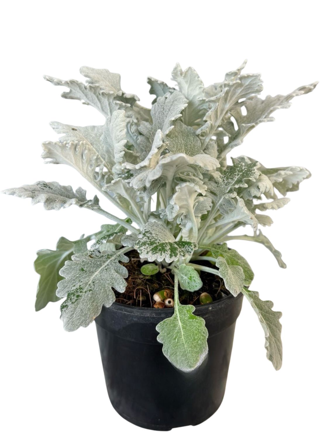 Dusty Miller &quot;Senecio Cineraria&quot; 14cm