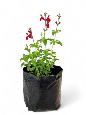 Salvia &quot;Hot Lips&#39; 2.5Liter