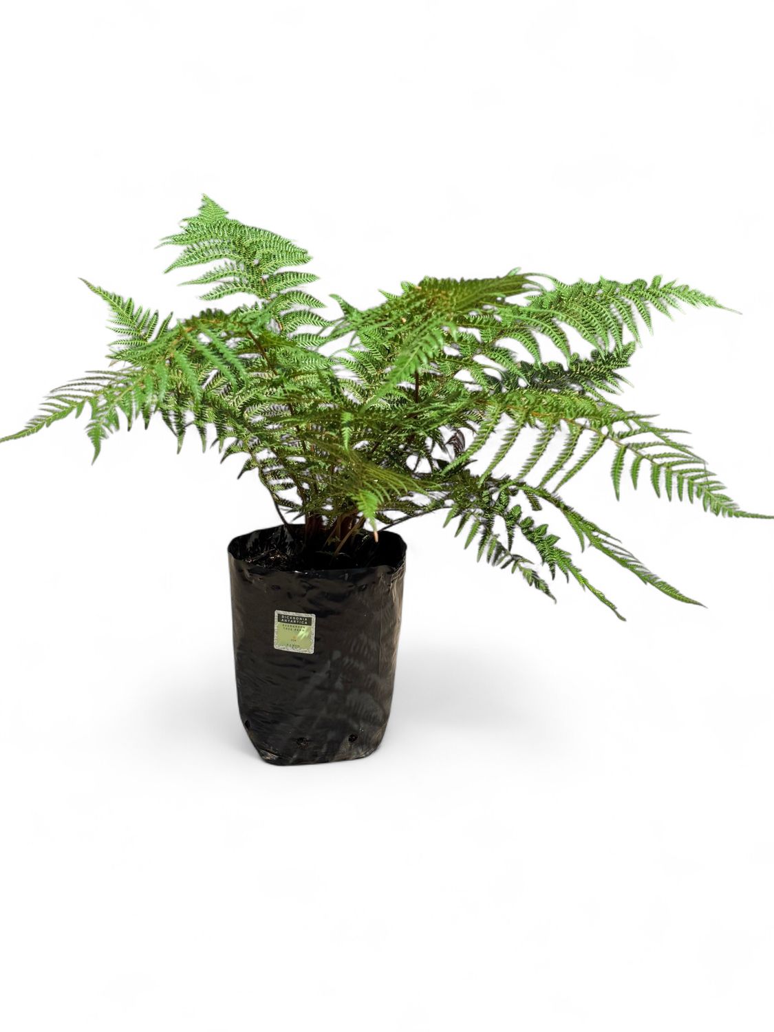 Dicksonia Antartica 10 Liters