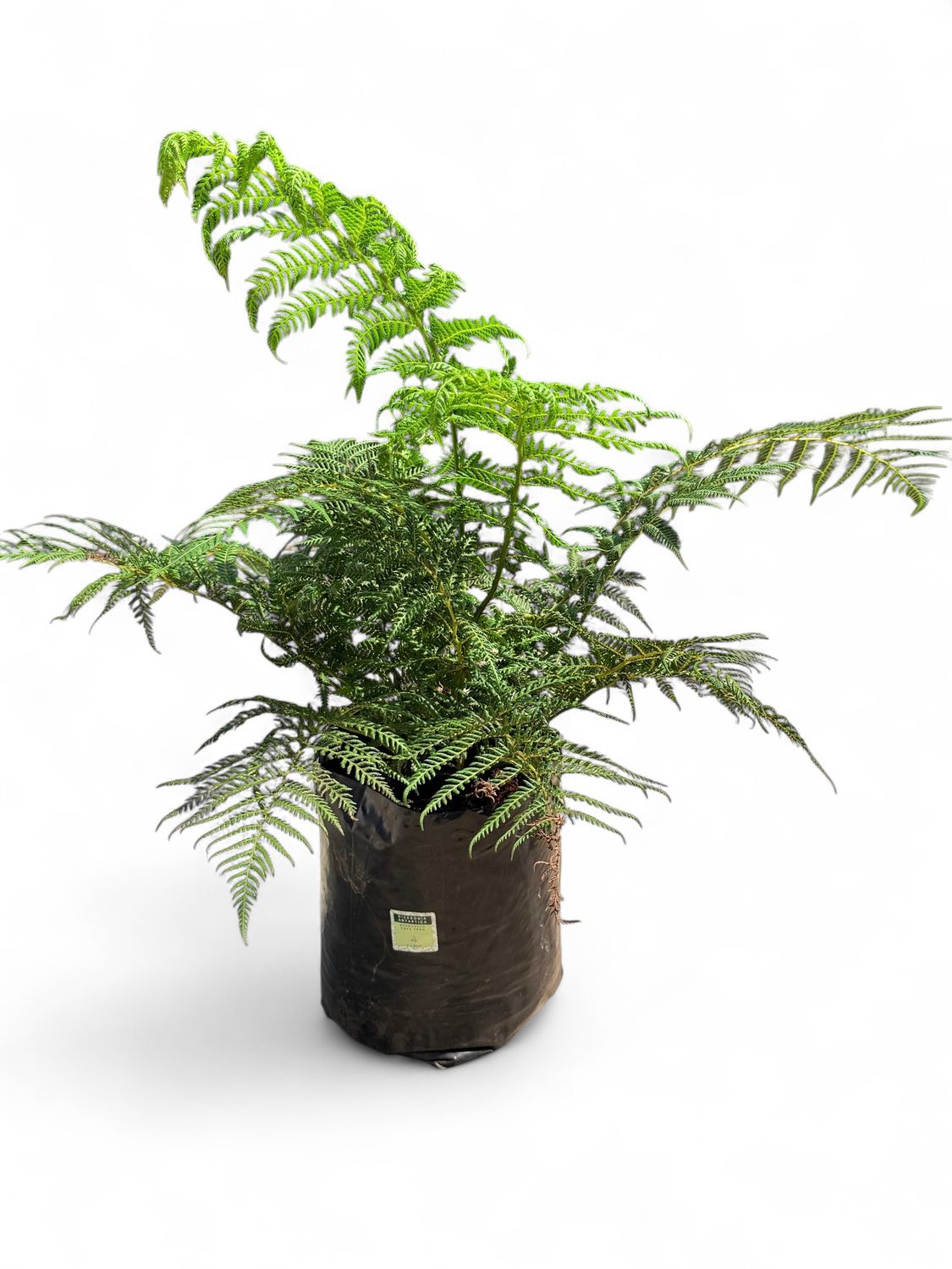 Dicksonia Antartica 20 liters