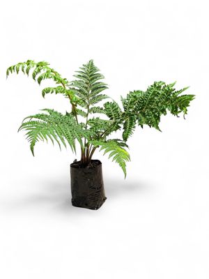 Cyathea Brownii Tree Fern 5 Lliter