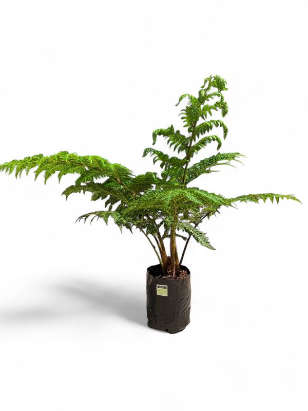 Cyathea Brownii "Norfolk Tree Fern" 10Liter