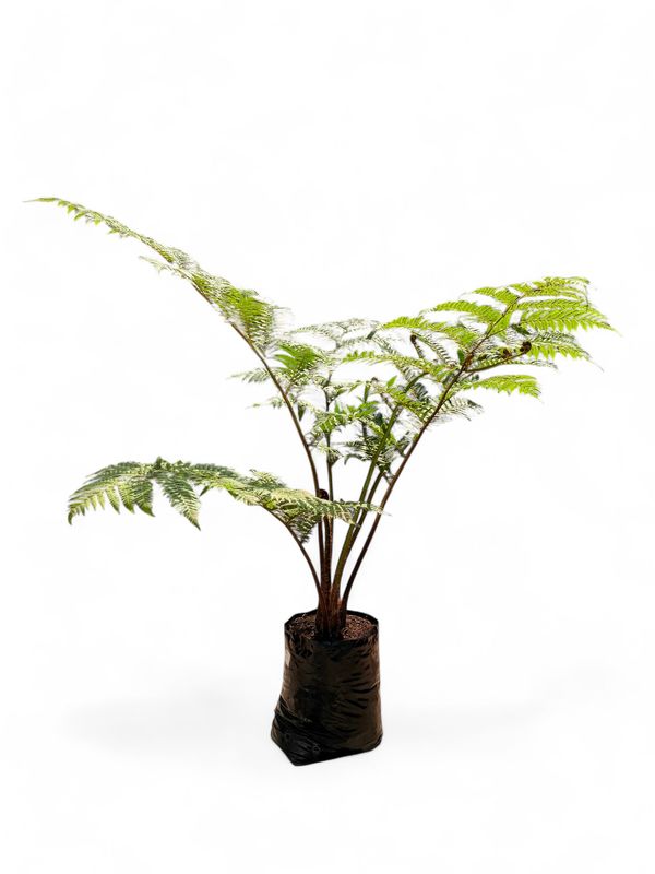 Cyathea Brownii Tree Fern 40 liter