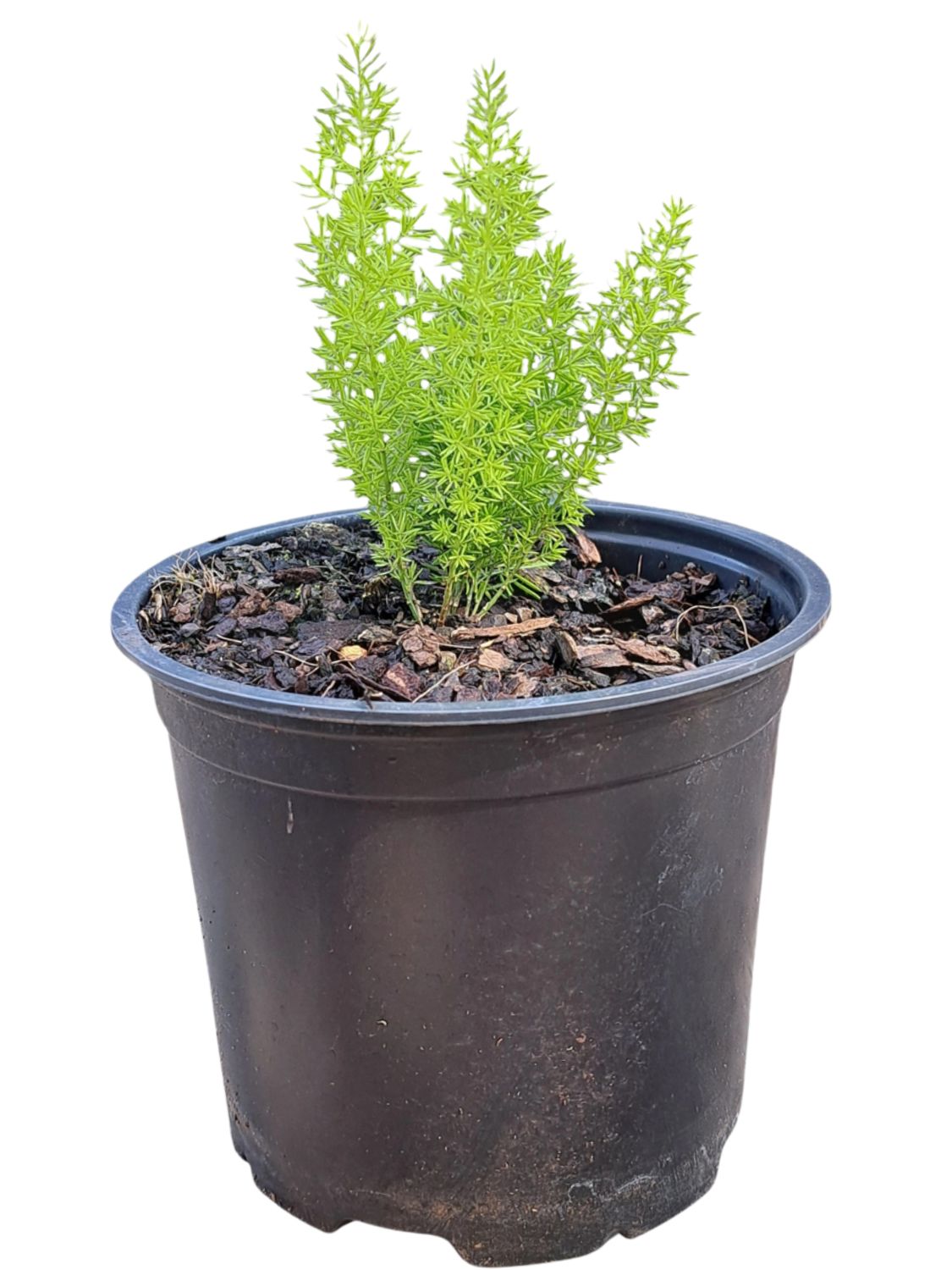 Asparagus Meyerii 15cm Pot