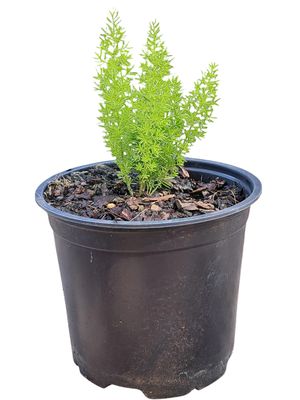 Asparagus Meyerii 15cm Pot