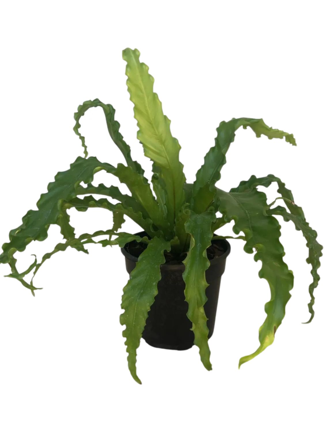 Asplenium Antiquum Osaka &quot;Birds Nest Fern&quot; 14cm