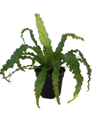 Asplenium Antiquum Osaka &quot;Birds Nest Fern&quot; 14cm
