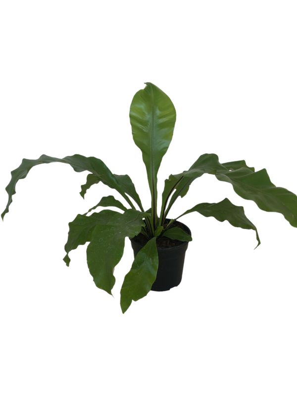 Asplenium Nidus &quot;Birds Nest Fern&quot; 14cm