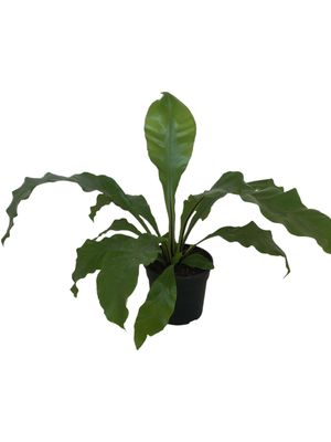 Asplenium Nidus &quot;Birds Nest Fern&quot; 14cm