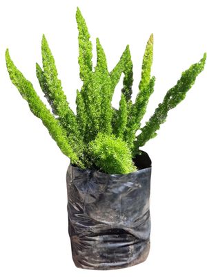 Asparagus Meyers 10 Liter