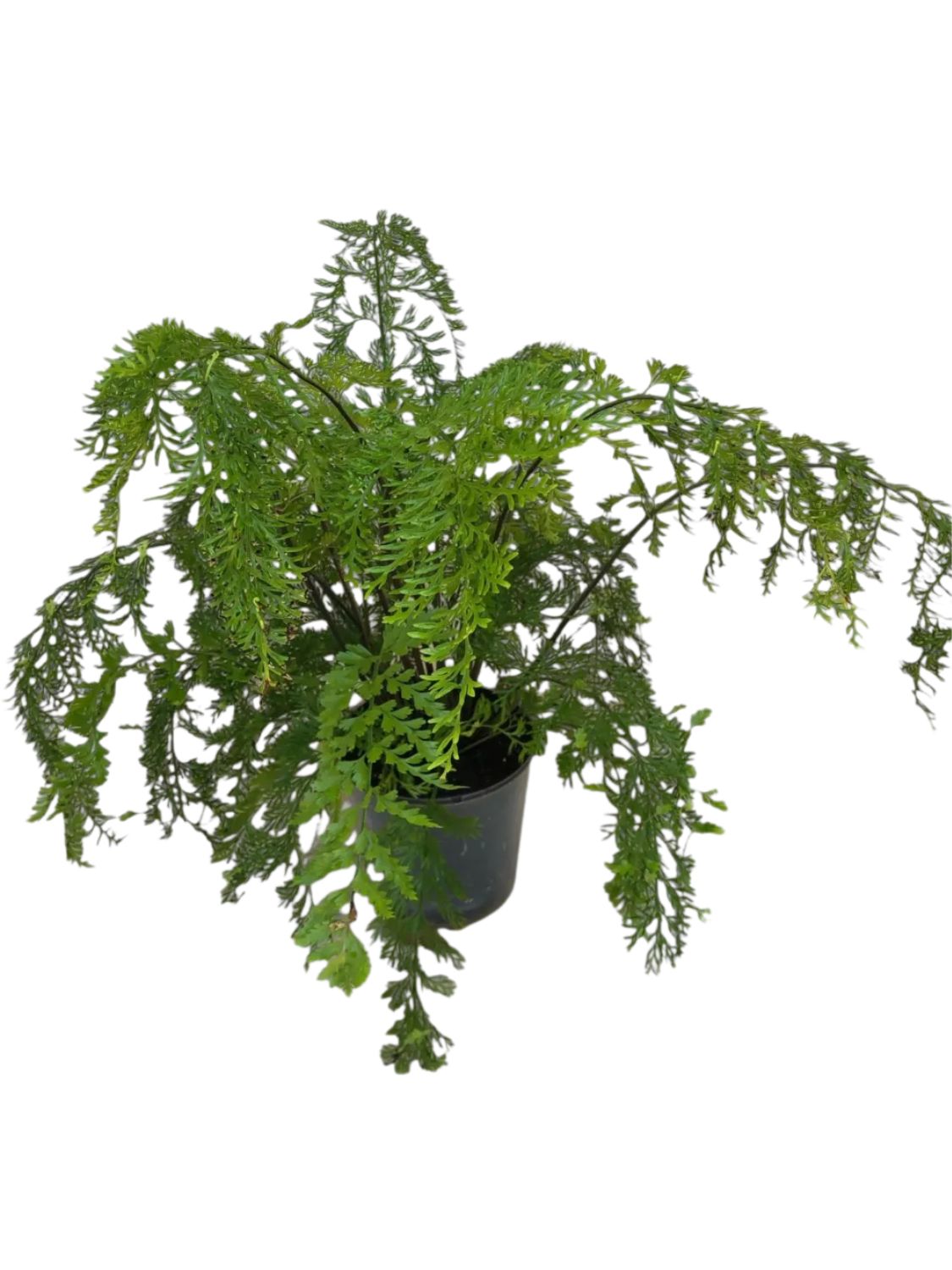 Asplenium Viviparum &quot;Walking Fern&quot; 14cm Pot