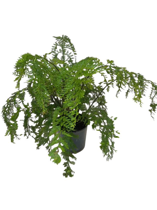 Asplenium Viviparum &quot;Walking Fern&quot; 14cm Pot