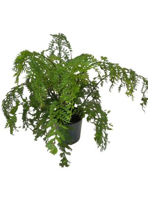 Asplenium Viviparum &quot;Walking Fern&quot; 14cm Pot