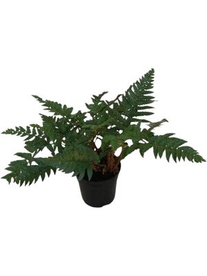 Polystichum Rigens &quot; Shield Fern&quot; 14cm Pot