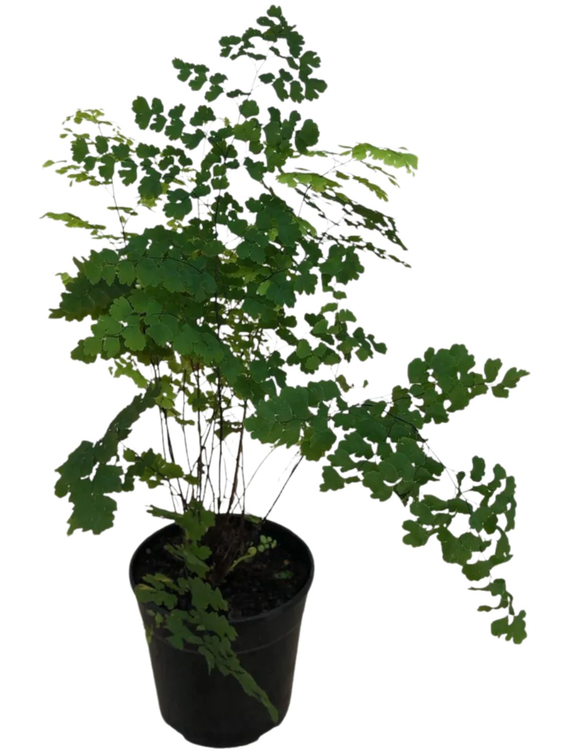 Maidenhair Fern &quot;adiantum pedantum&quot;
