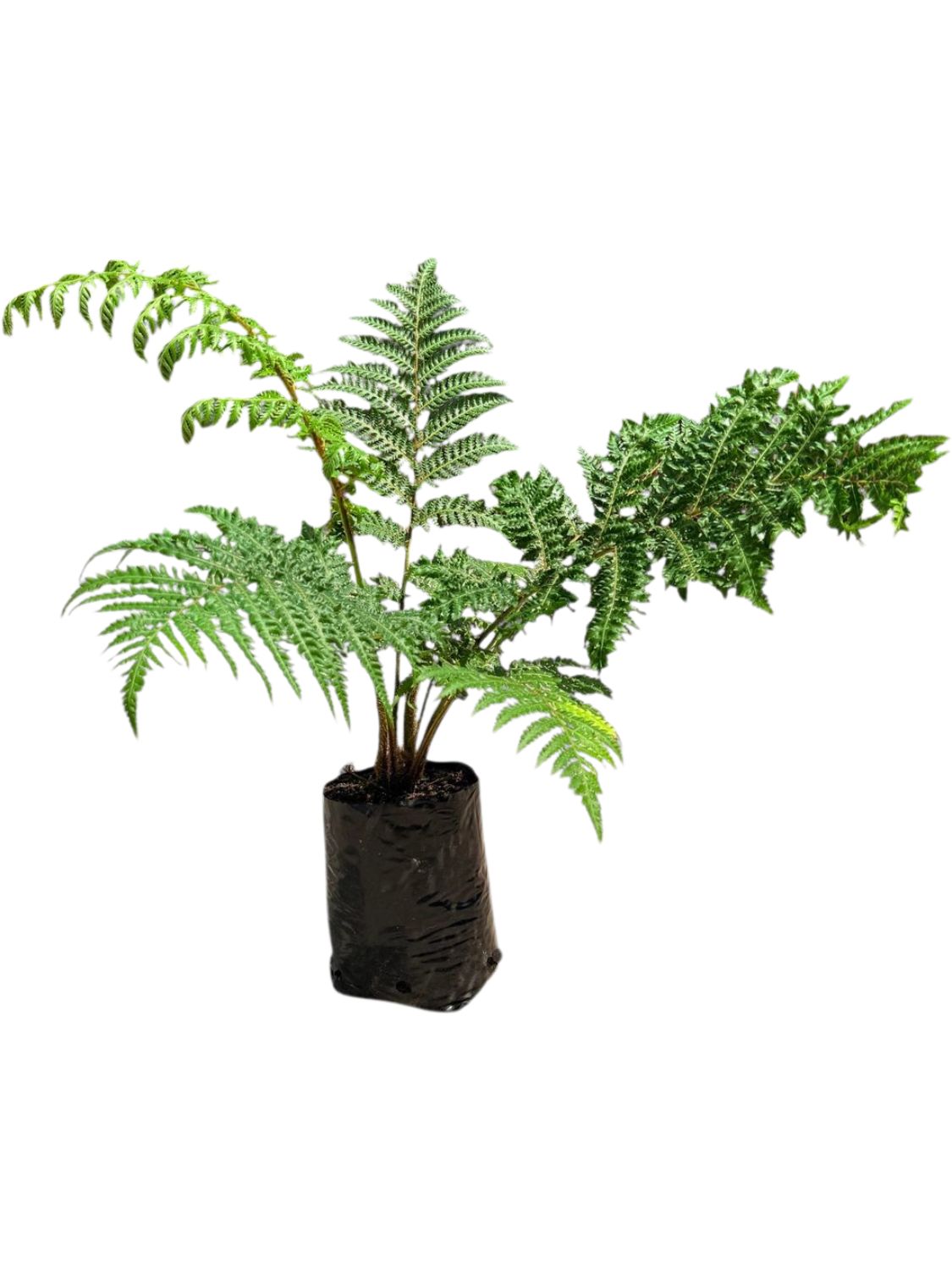 Cyathea Brownii Tree Fern 5 Lliter