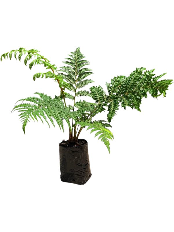 Cyathea Brownii Tree Fern 5 Lliter