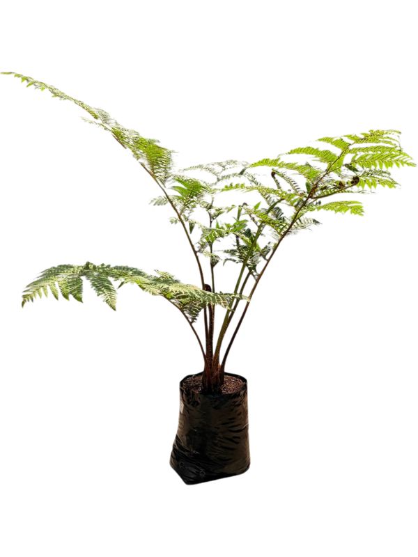 Cyathea Brownii Tree Fern 40 liter