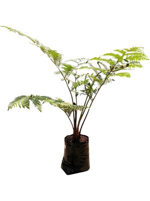Cyathea Brownii Tree Fern 40 liter