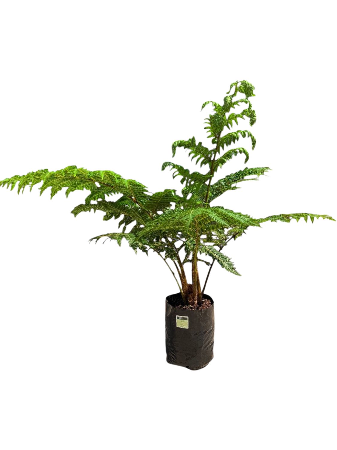 Cyathea Brownii Tree fern 10 Liter