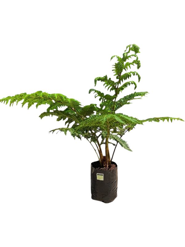 Cyathea Brownii Tree fern 10 Liter