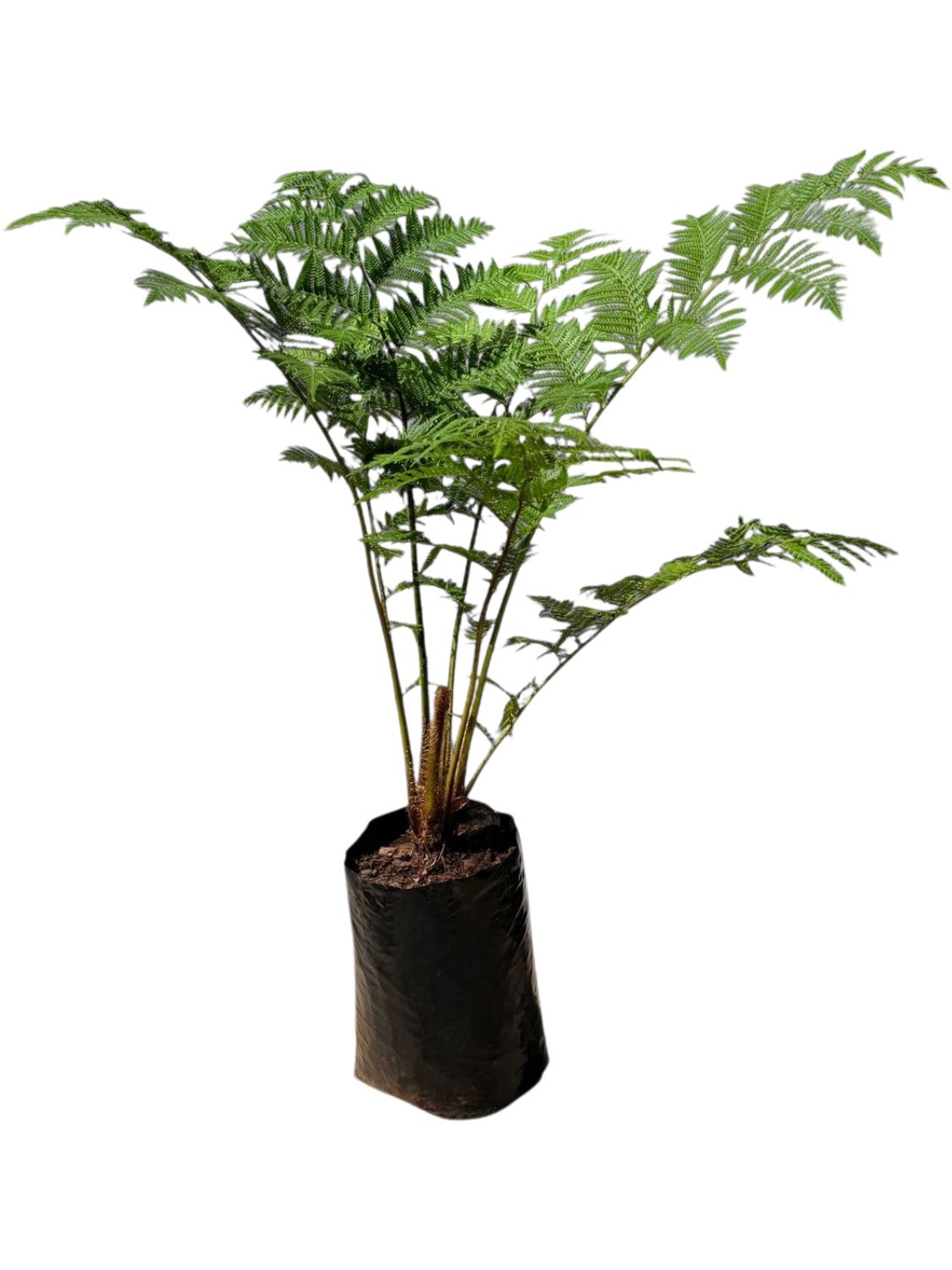 Cyathea Brownii Tree Fern 20 liter