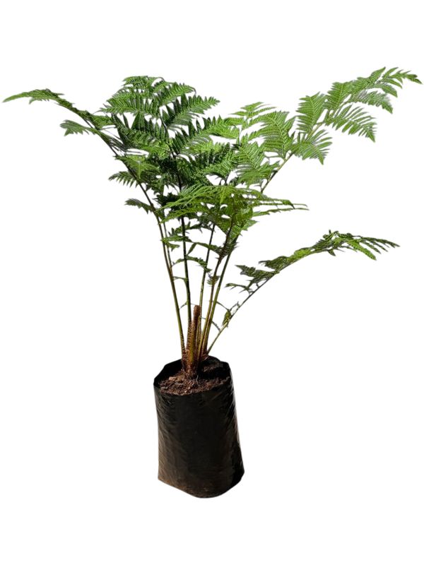Cyathea Brownii Tree Fern 20 liter