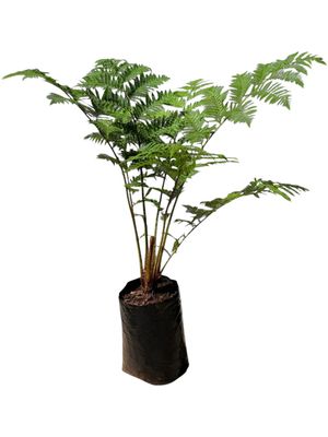 Cyathea Brownii Tree Fern 20 liter