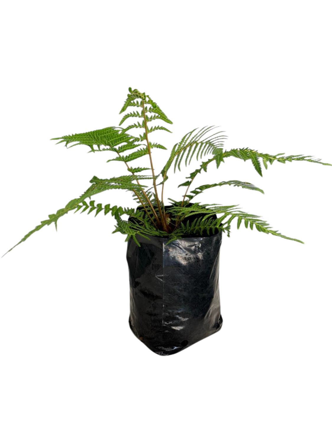 Dicksonia Antarctica "Tasmanian Tree Fern" 5Liter