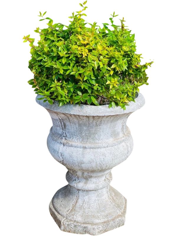 Classic Urn Planter Whitewash Finish - H505mm x W420mm - 29kg