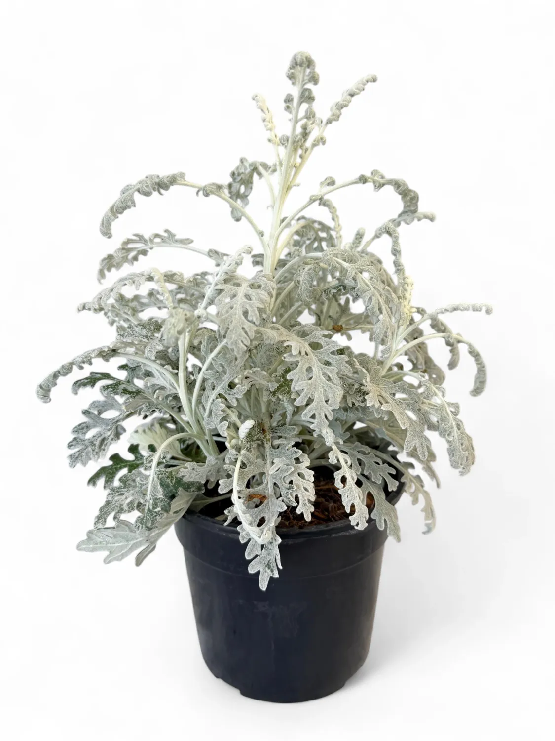 Silver Ragwort Cineraria &quot;Silver Dust&quot; 14cm