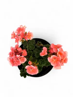 Geranium Pelargonium "Tango Salmon" 17cmPot