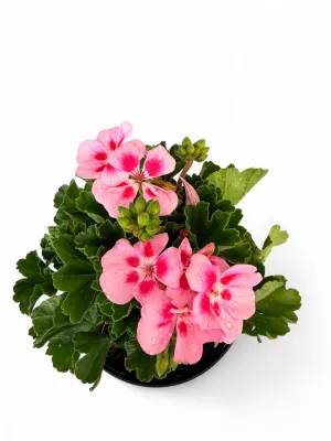 Geranium Pelargonium Calliope "Rose Splash" 17cmPot