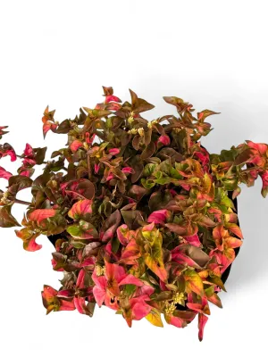 Alternanthera Ficoidea "Joseph's Coat" 3Liter