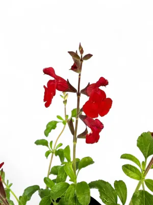 Salvia Microphylla "Hot Lips" 2.5Liter