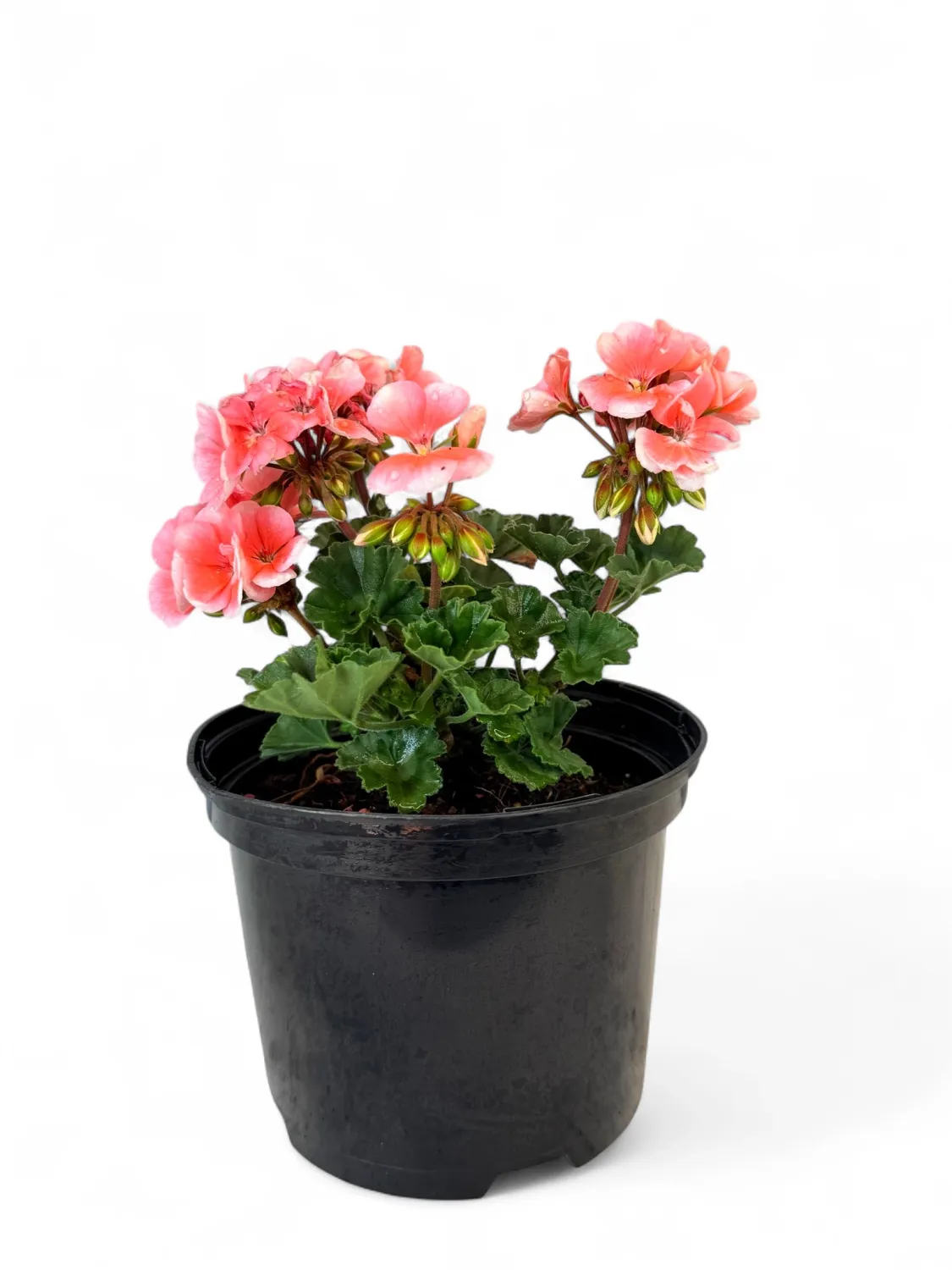 Geranium Pelargonium &quot;Tango Salmon&quot; 17cm