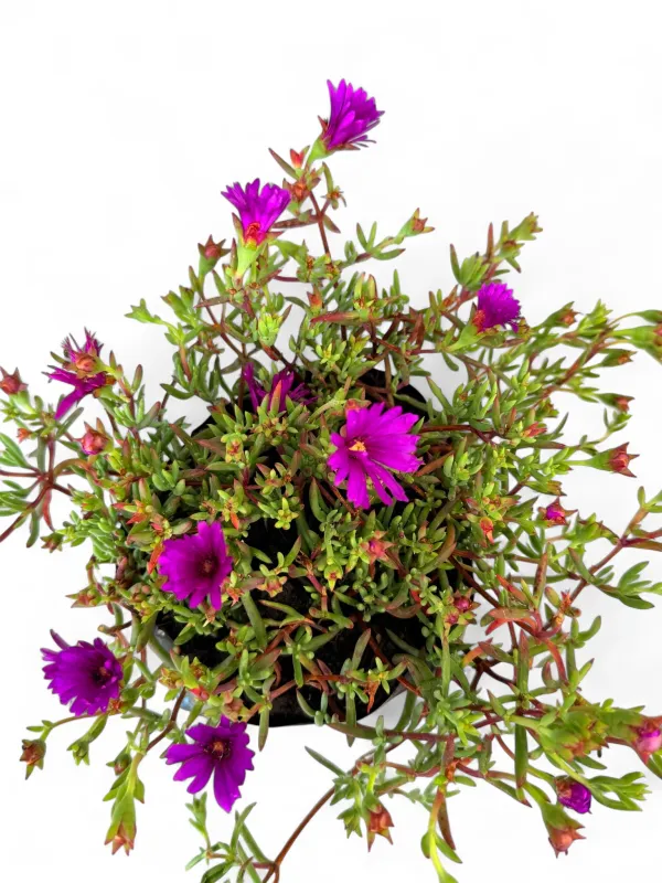 Delosperma Cooperi "Vygie' 3Liter