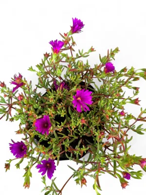 Delosperma Cooperi "Vygie' 3Liter