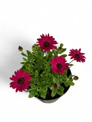 Osteospermum "Cape Daisy" Mixed Colours 17cmPot