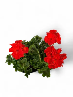 Geranium Pelargonium "Scarlet" 17cmPot