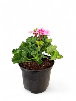 Geranium Pelargonium Calliope &quot;Rose Splash&quot; 17cm