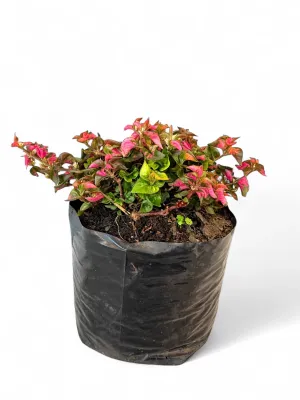 Alternanthera Ficoidea &quot;Joseph&#39;s Coat&quot; 3Liter