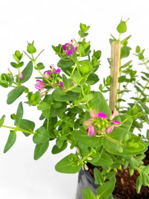 Polygala Fruticosa Petit "Sweat Pea Shrub" 10Liter
