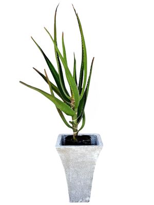 Lorraine Small Whitewash Finish - H380mm - 8kg