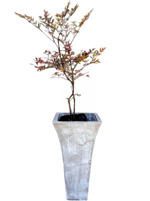 Lorraine Medium Whitewash Finish - H600mm x W330- 14kg