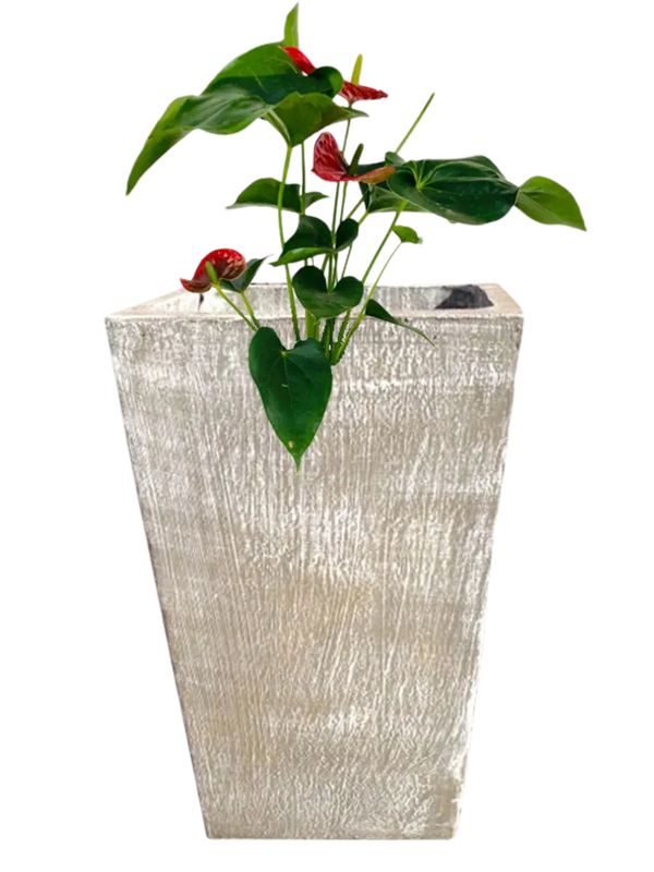 Sponge Bob Pot Whitewash Finish - Height 520mm - 22kg